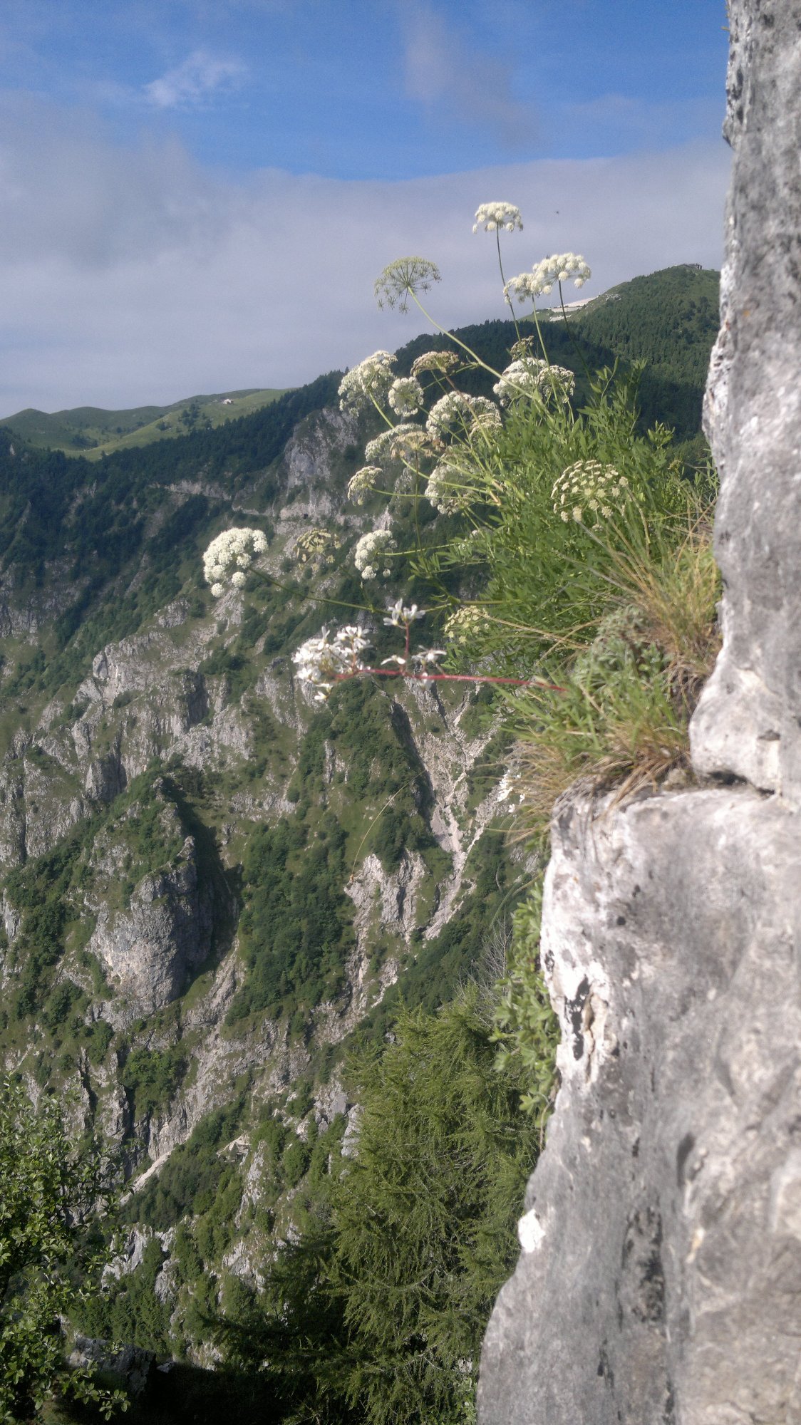 NaturaVerticale