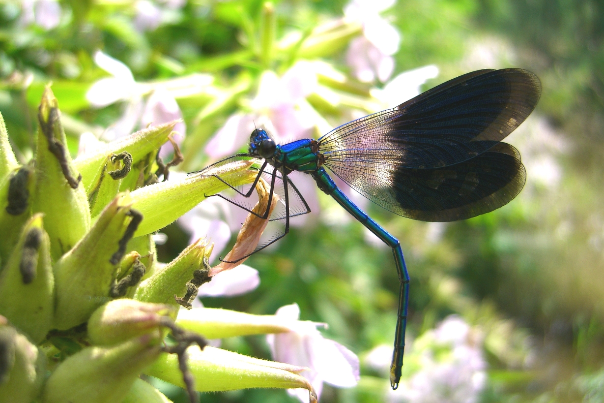 f calopteryx splendens 01