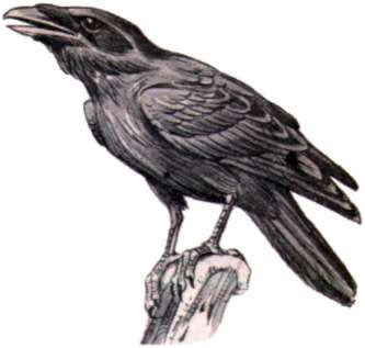 corvo imperiale 2