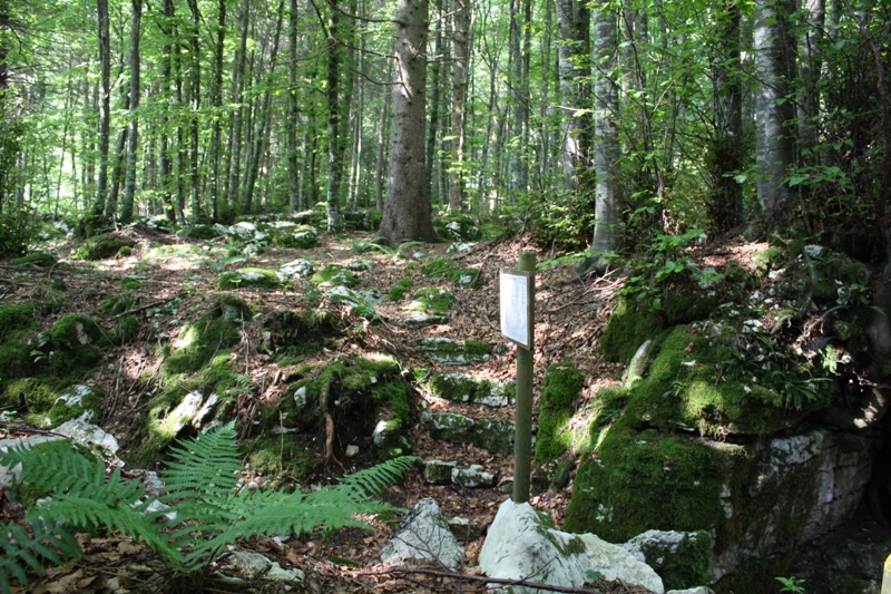 col del gallo14