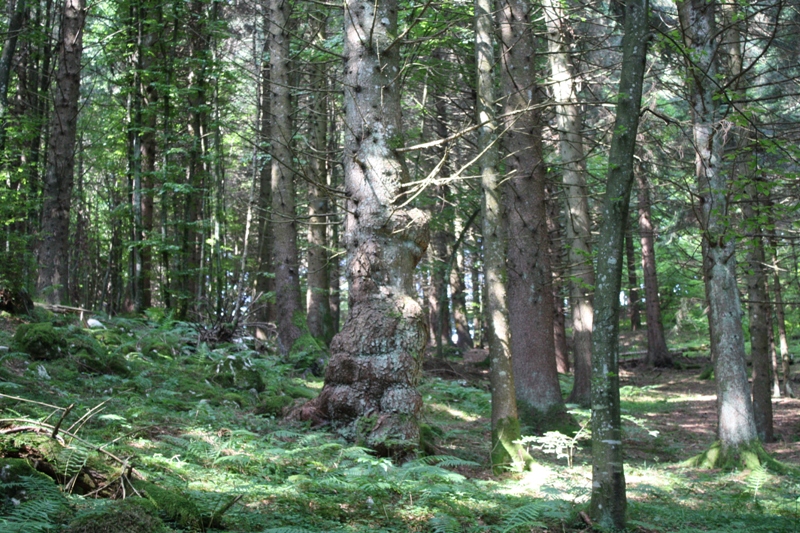 col del gallo17