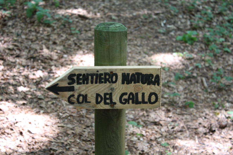 col del gallo23
